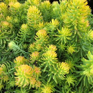 Bright greenish-yellow, spiky, succulent foliage tinged with orange