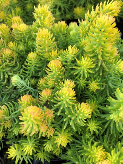 Bright greenish-yellow, spiky, succulent foliage tinged with orange