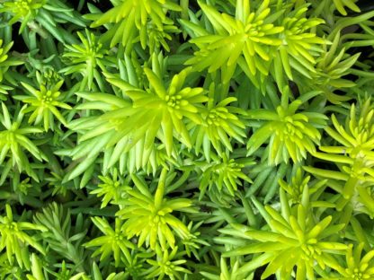 Bright greenish-yellow, spiky, succulent foliage