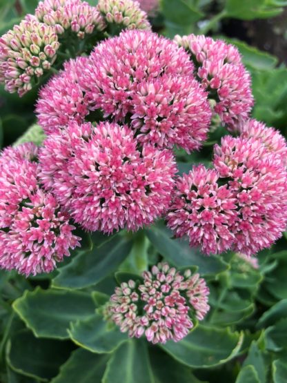 Close-up of large, fluffy pinkish-red flowers