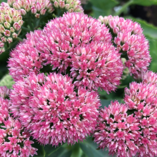 Close-up of large, fluffy pinkish-red flowers