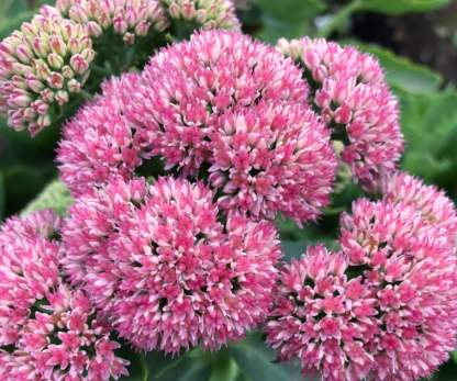 Close-up of large, fluffy pinkish-red flowers