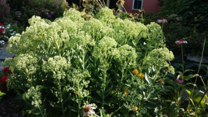 Close-up of large, fluffy green flowers on plant in garden