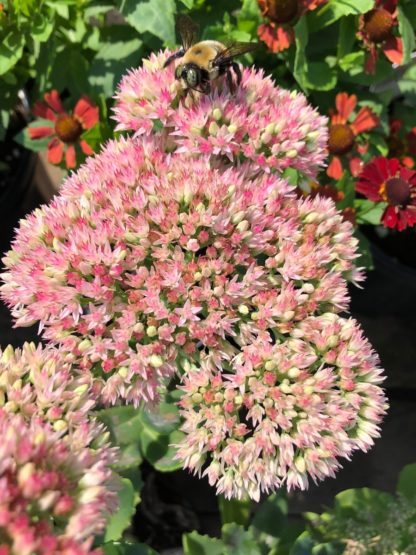 Close-up of large, fluffy pinkish-red flowers