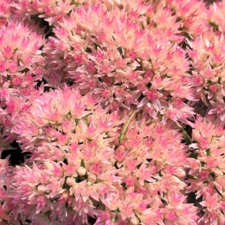 Close-up of large, fluffy pinkish-red flowers