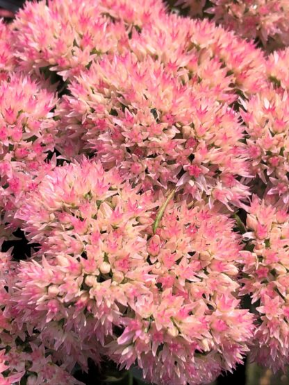 Close-up of large, fluffy pinkish-red flowers