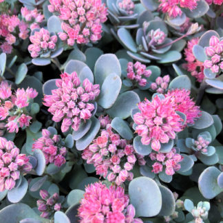 Close-up of round succulent blue leaves covered with tiny pink flowers