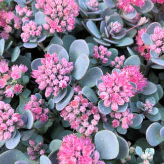 Close-up of round succulent blue leaves covered with tiny pink flowers
