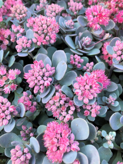 Close-up of round succulent blue leaves covered with tiny pink flowers