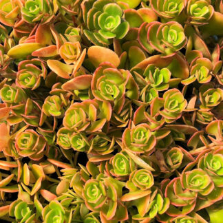 Close-up of round succulent leaves that are bronze and green