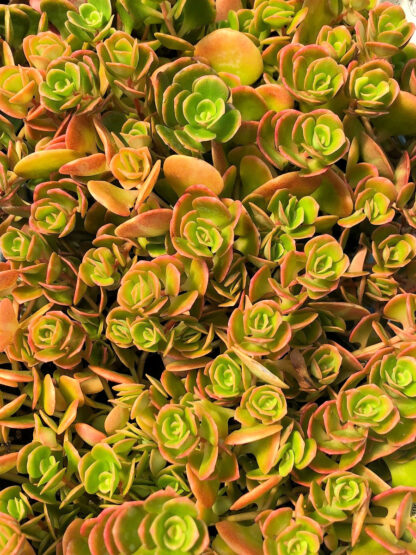 Close-up of round succulent leaves that are bronze and green