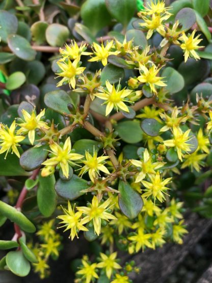 Close-up of round succulent green leaves covered with yellow star-shaped flowers