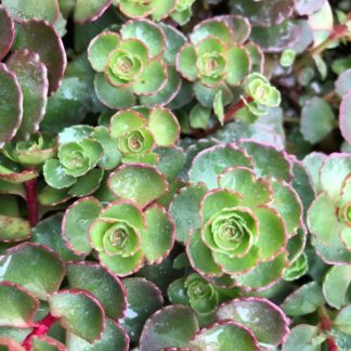 Close-up of round succulent leaves that are green edged in red