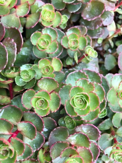 Close-up of round succulent leaves that are green edged in red