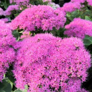 Close-up of large, fluffy bright-pink flowers