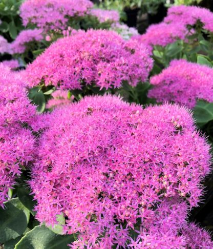 Close-up of large, fluffy bright-pink flowers