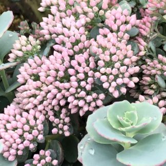 Sprays of tiny pink flower buds and blue-green succulent foliage