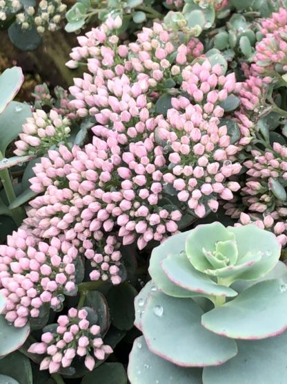 Sprays of tiny pink flower buds and blue-green succulent foliage