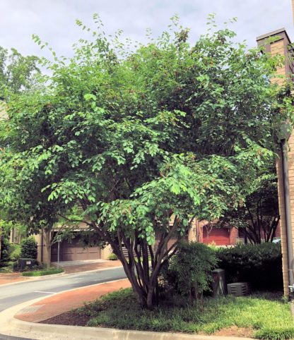 Mature flowering tree with multiple trunks planted in lawn near sidewalk