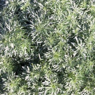 Close-up of soft, silvery-green foliage