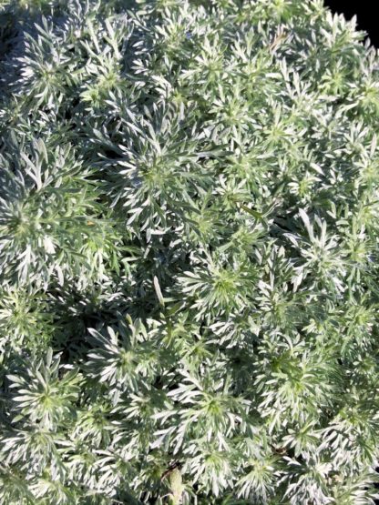 Close-up of soft, silvery-green foliage