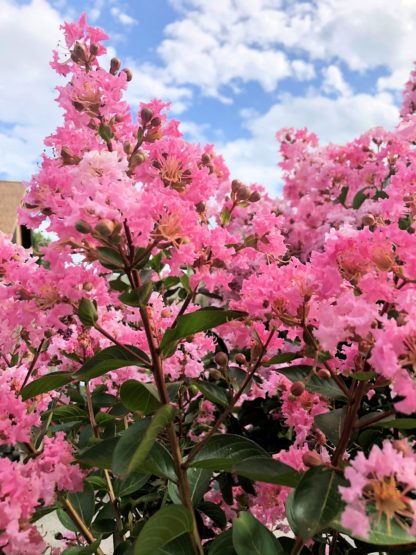 Close-up of bright pink flowers on tree branch