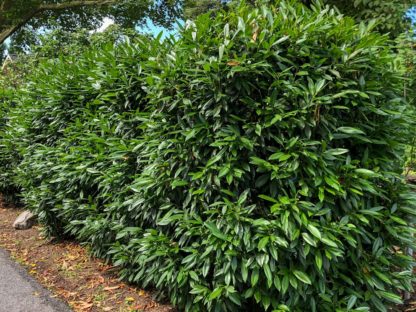 Hedge of mature, green shrubs with shiny green leaves