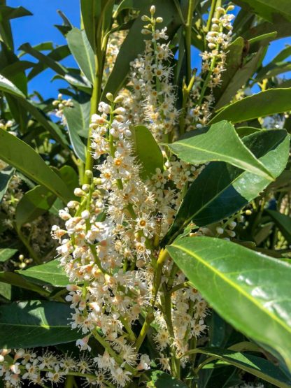 Close-up of white, bottlebrush flowers blooming on shiny green leaves