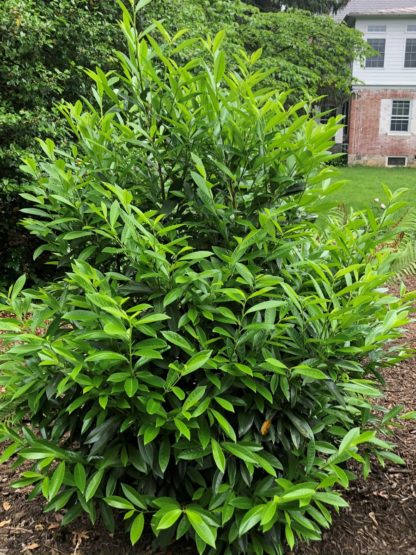 Young, upright-growing green shrub in garden