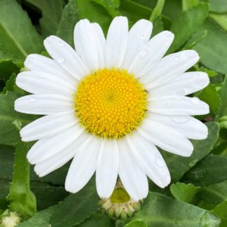 Close-up of daisy-like flower with white petals and yellow center