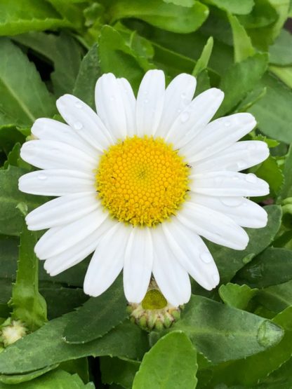 Close-up of daisy-like flower with white petals and yellow center