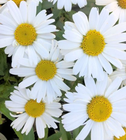 Close-up of daisy-like flowers that are white with yellow centers