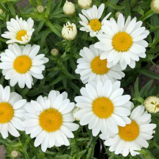 Close-up of daisy-like flowers that are white with yellow centers and white flower buds