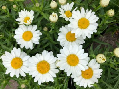 Close-up of daisy-like flowers that are white with yellow centers and white flower buds