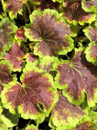 Leaves that are burgundy edged with chartreuse