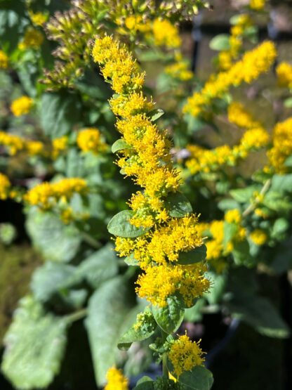 Spike-like, fluffy yellow flowers
