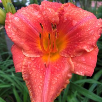 Large, cupped, orange flower surrounded by grass-like foliage and one large flower bud