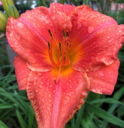 Large, cupped, orange flower surrounded by grass-like foliage and one large flower bud