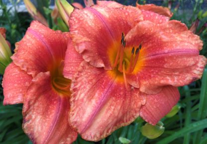 Large, cupped, orange flower surrounded by grass-like foliage and one large flower bud