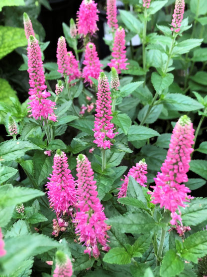 Close up of spiky pink flowers on green plants