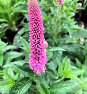 Close up of spiky pink flower on green plant