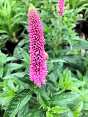Close up of spiky pink flower on green plant