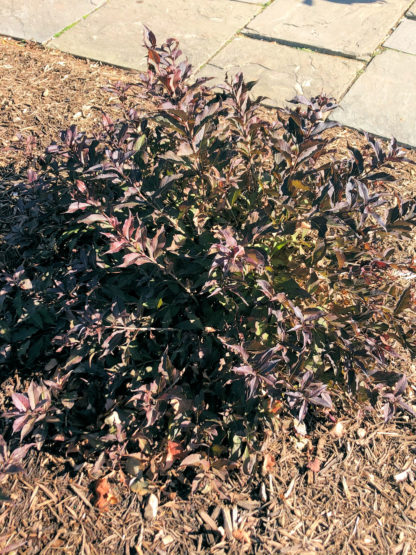 Small shrub with arching branches and wine-red colored leaves planted in brown mulch next to flagstone walkway