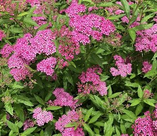 Spirea