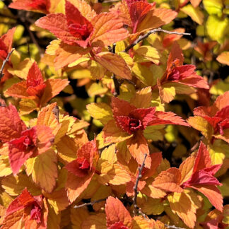 Close up of red, orange and yellow foliage