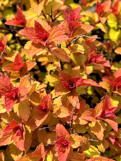 Close up of red, orange and yellow foliage