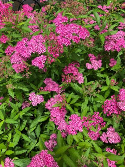 Fluffy dark pink flowers on green foliage