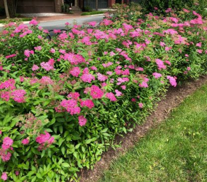 Row of shrubs in garden covered with fluffy dark pink flowers on green foliage