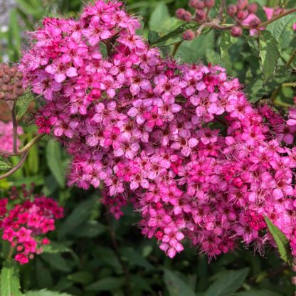 Fluffy dark-pink flowers on green foliage