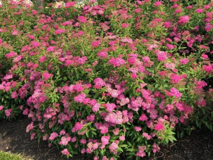 Shrubs in garden covered with fluffy dark pink flowers on green foliage